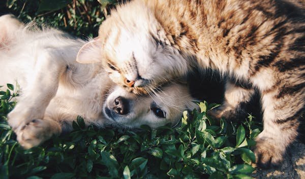 Animaux de compagnie : astuces pour chiens et chats zen